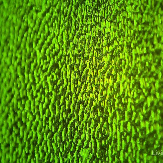 Glasplaat Groen Amber Golvend